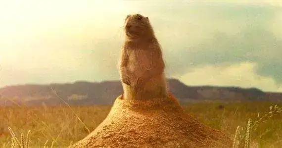 gopher